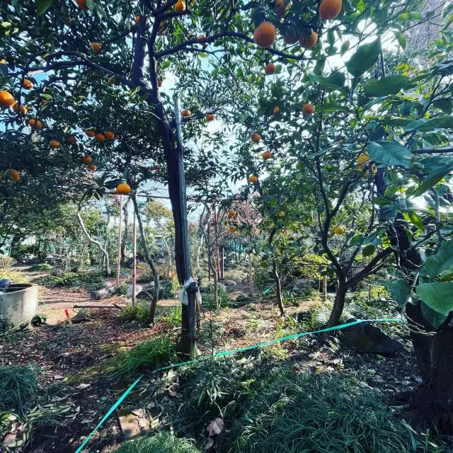 庭の中に家を作る。まずは地縄張りから。思い出の詰まった木々を保存移植しながらの計画なので慎重に墨を出す。#ihrmk #井原正揮 #IrumagawaGrünHaus #庭 #地縄張り